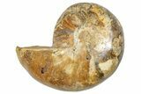 Cut & Polished Jurassic Nautilus Fossil (Half) - Madagascar #289974-1